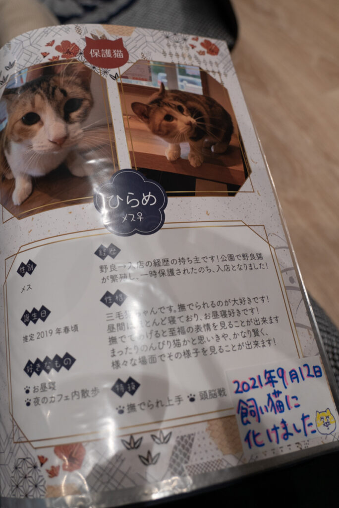 新宿 バケネコカフェへのアクセス 料金 注意事項 猫たちをご紹介 双六日録